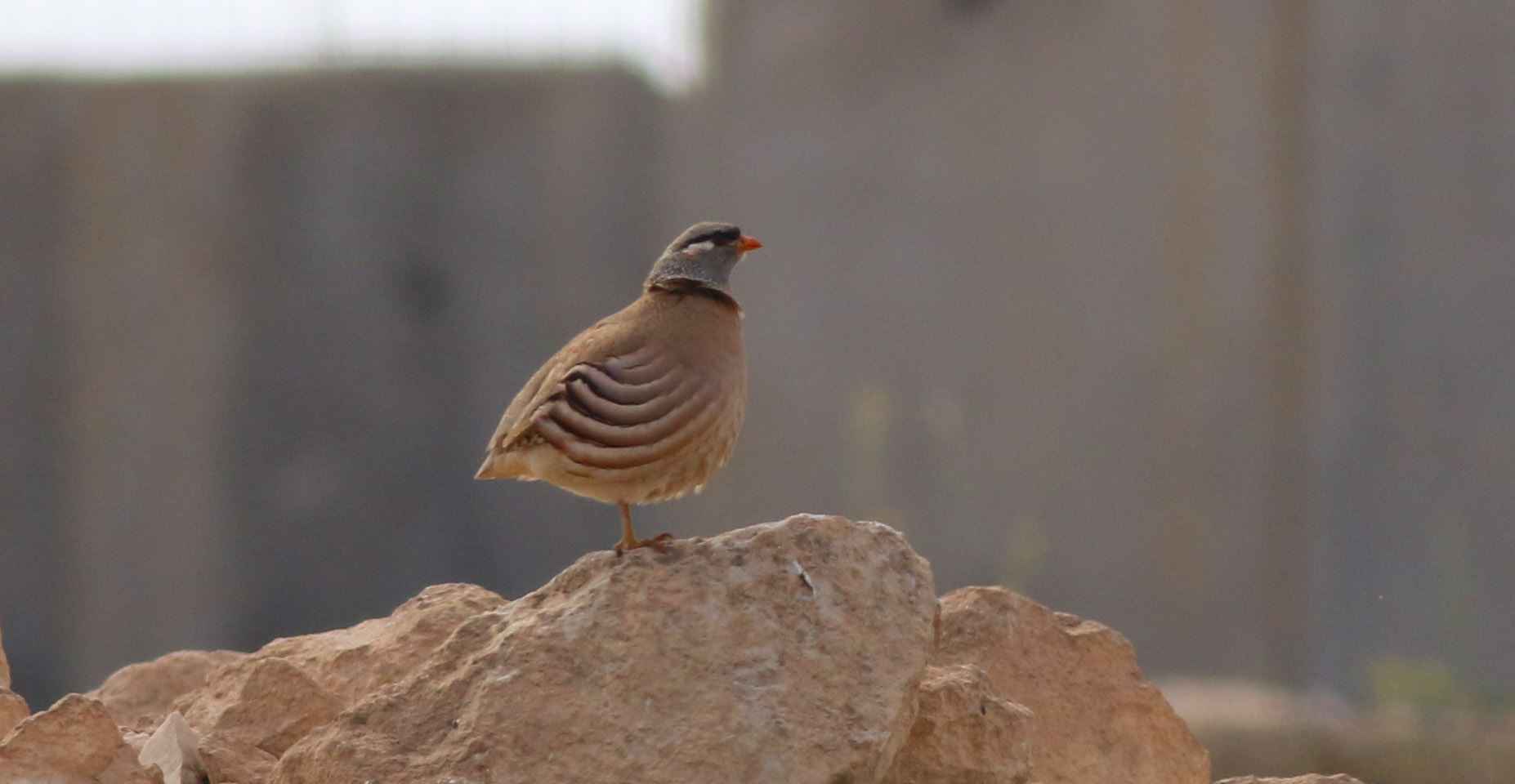 See-see Partridge